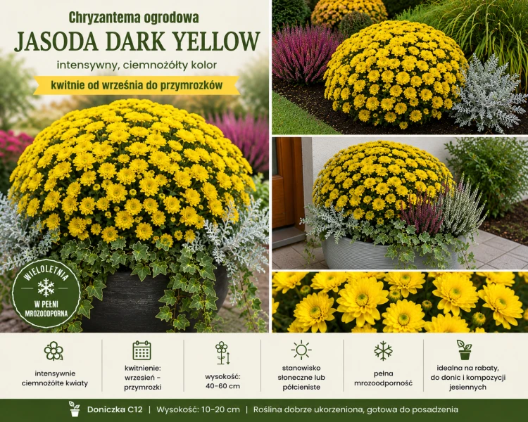 Chryzantema JASODA  DARK YELLOW