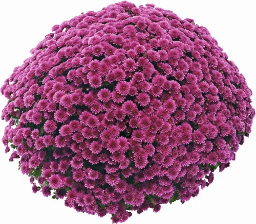 Chryzantema JASODA PURPLE