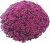 Chryzantema JASODA PURPLE