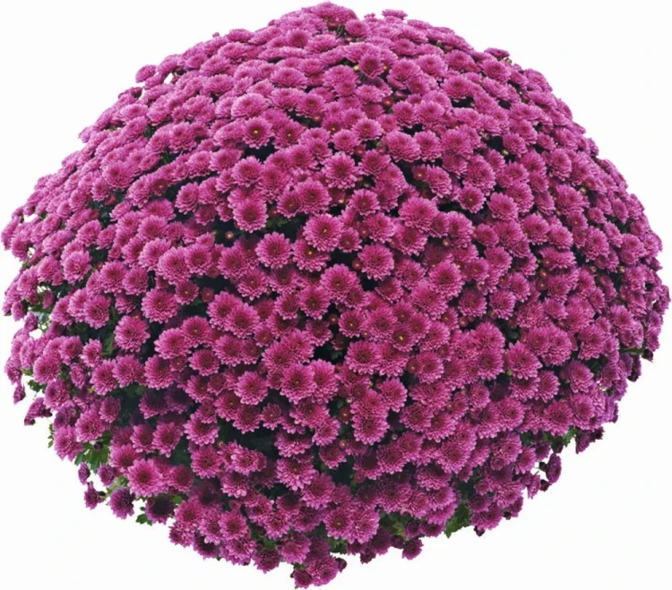 Chryzantema JASODA PURPLE