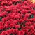 Chryzantema JASODA RED