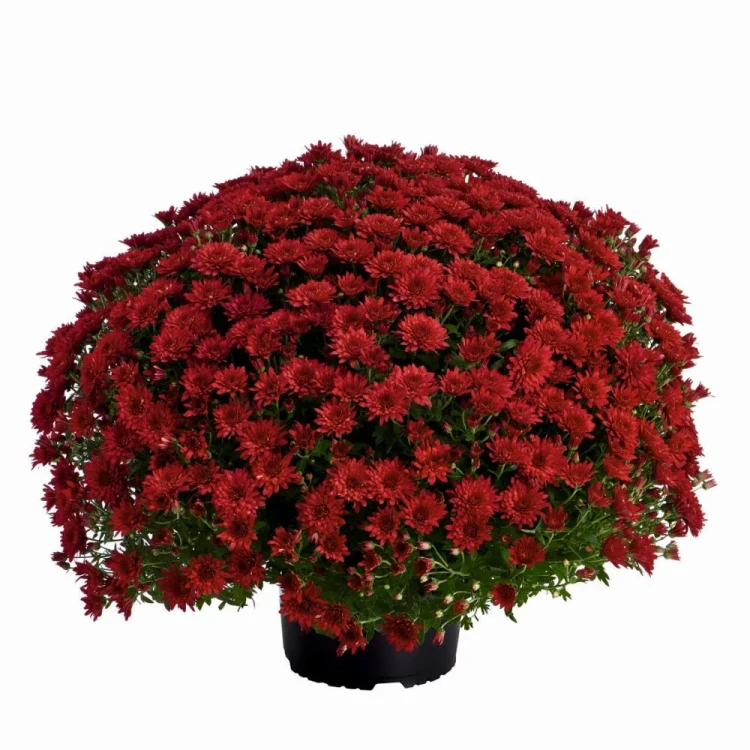 Chryzantema JASODA RED