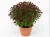 Chryzantema JASODA RED