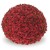Chryzantema JASODA RED