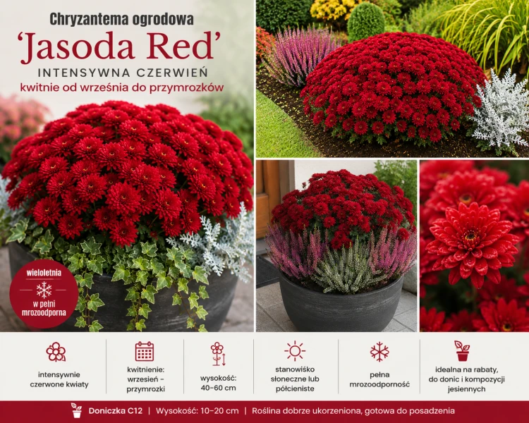 Chryzantema JASODA RED