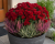 Chryzantema JASODA RED
