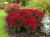 Chryzantema JASODA RED