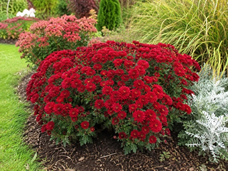 Chryzantema JASODA RED