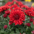 Chryzantema JASODA RED