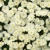 chryzantema  Jasoda White