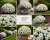 chryzantema  Jasoda White
