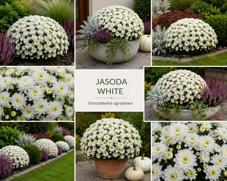 chryzantema  Jasoda White
