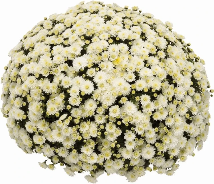 chryzantema  Jasoda White