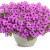 Supertunia VISTA Jazzberry p9