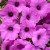 Supertunia VISTA Jazzberry p9