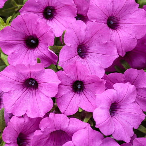 Supertunia VISTA Jazzberry p9