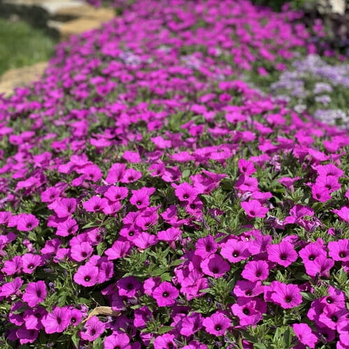 Supertunia VISTA Jazzberry p9