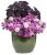 Supertunia VISTA Jazzberry p9