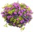 Supertunia VISTA Jazzberry p9