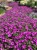 Supertunia VISTA Jazzberry p9