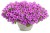 Supertunia VISTA Jazzberry p9