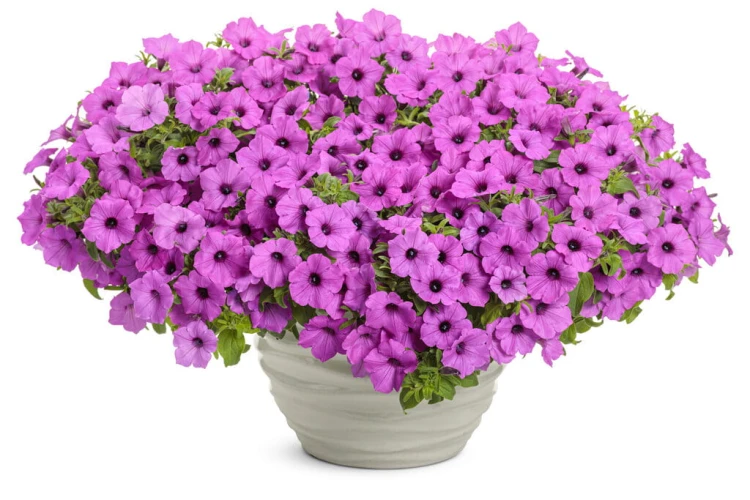 Supertunia VISTA Jazzberry p9