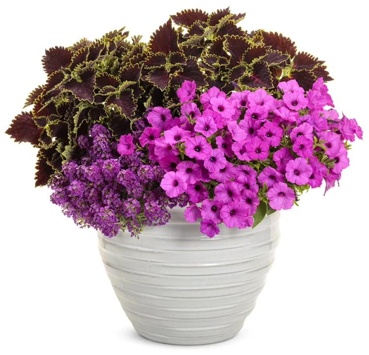 Supertunia VISTA Jazzberry p9