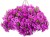 Supertunia VISTA Jazzberry p9
