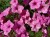 Supertunia VISTA Bubblegum p9