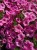 Supertunia VISTA Bubblegum p9