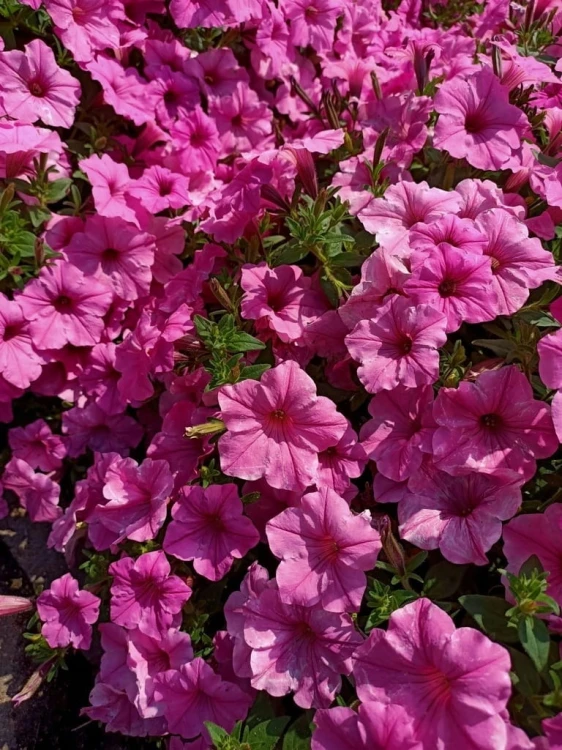 Supertunia VISTA Bubblegum p9