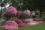 Supertunia VISTA Bubblegum p9