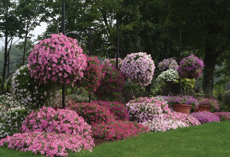 Supertunia VISTA Bubblegum p9