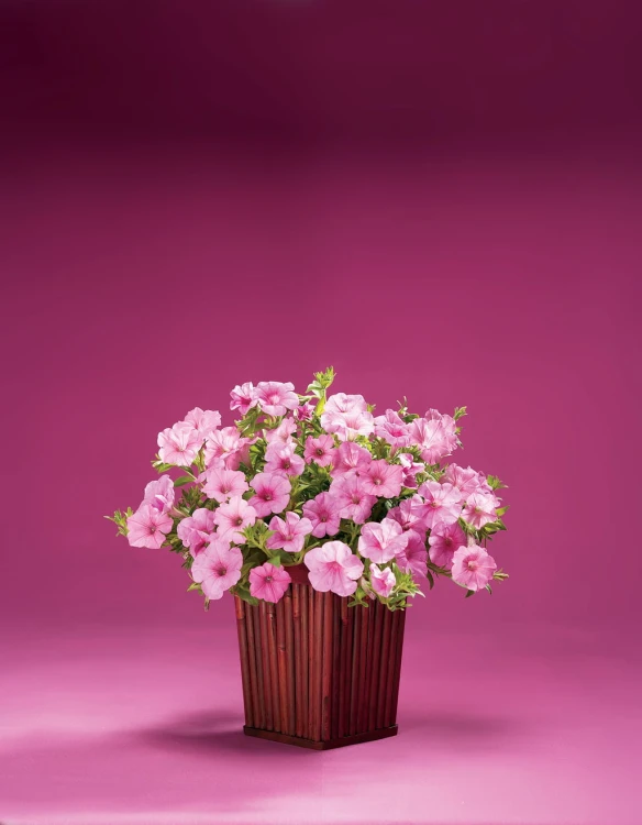 Supertunia VISTA Bubblegum p9