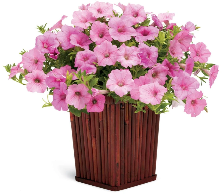 Supertunia VISTA Bubblegum p9