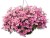 Supertunia VISTA Bubblegum p9