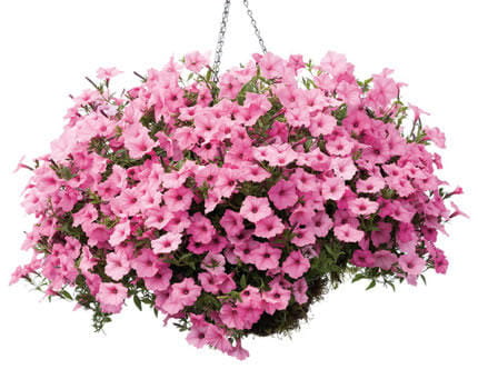 Supertunia VISTA Bubblegum p9