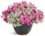Supertunia VISTA Bubblegum p9