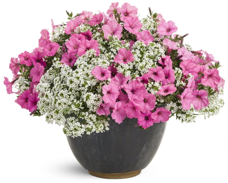 Supertunia VISTA Bubblegum p9