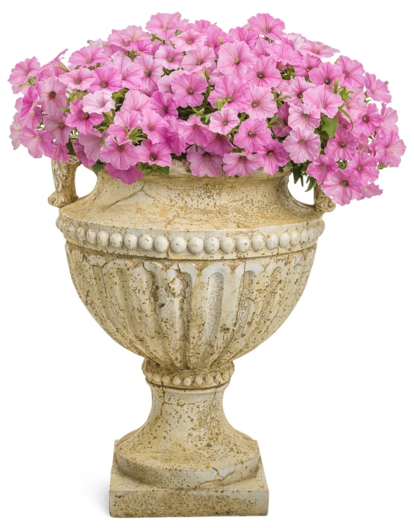 Supertunia VISTA Bubblegum p9