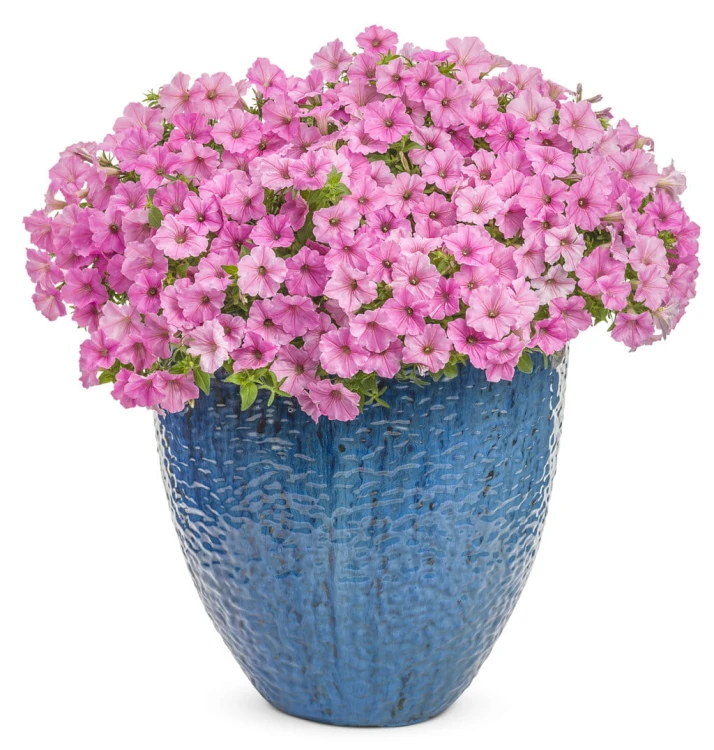 Supertunia VISTA Bubblegum p9