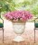 Supertunia VISTA Bubblegum p9