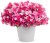 Supertunia VISTA Bubblegum p9