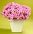 Supertunia VISTA Bubblegum p9