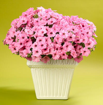 Supertunia VISTA Bubblegum p9