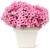 Supertunia VISTA Bubblegum p9