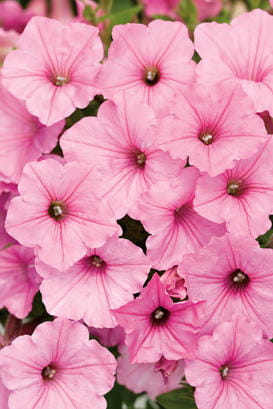 Supertunia VISTA Bubblegum p9