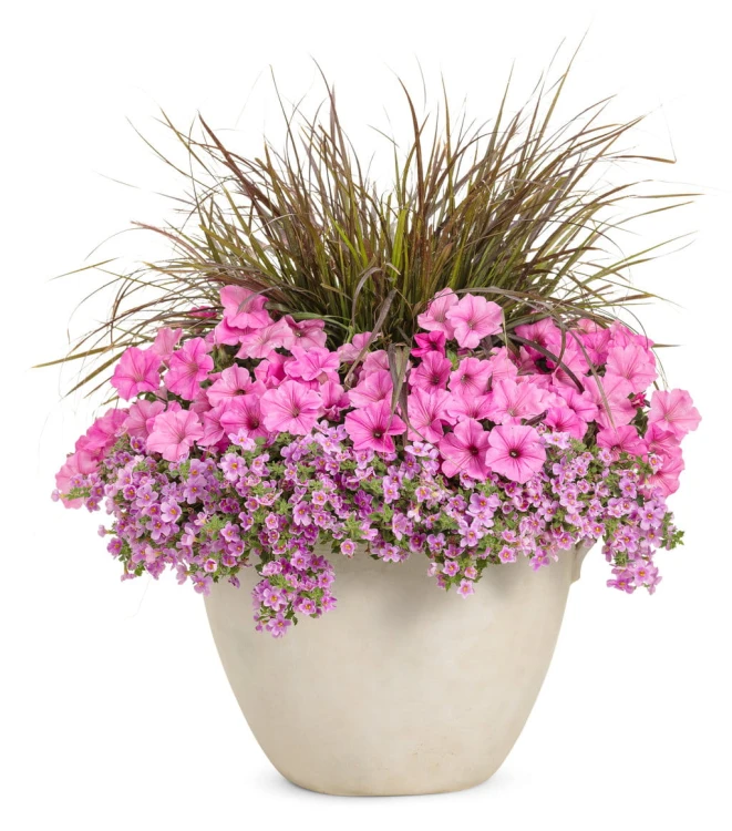 Supertunia VISTA Bubblegum p9