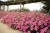 Supertunia VISTA Bubblegum p9