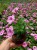 Supertunia VISTA Bubblegum p9